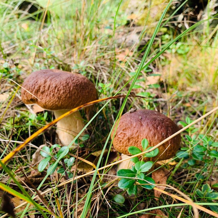 Pokoje Goscinne Ewela Łeba Kültér fotó